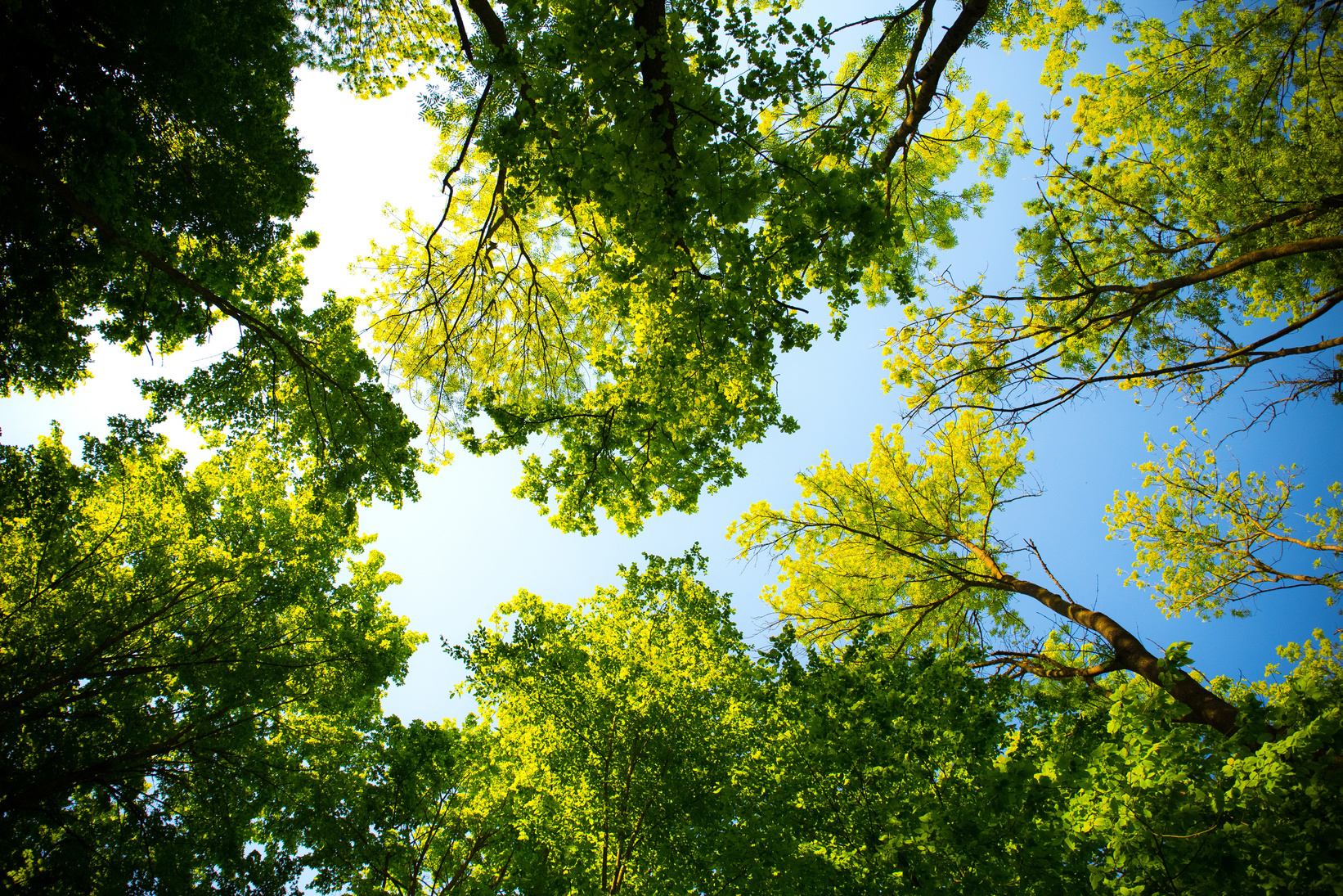 Forest Tree Canopy