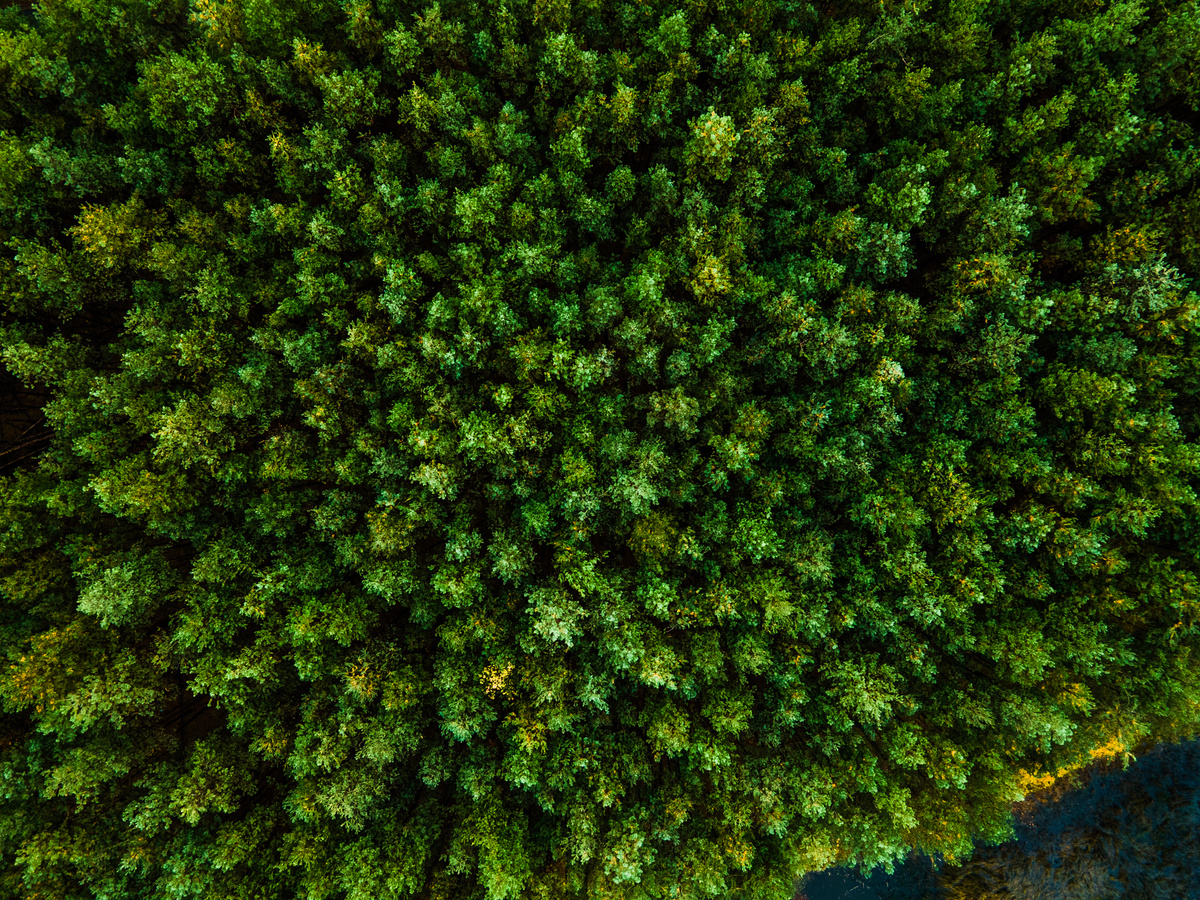 Aerial View of Pine Forest  