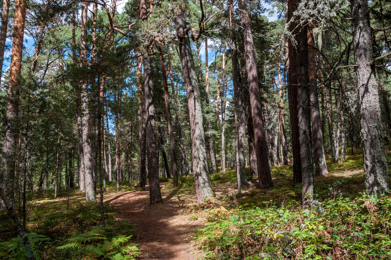 Scots Pine forest