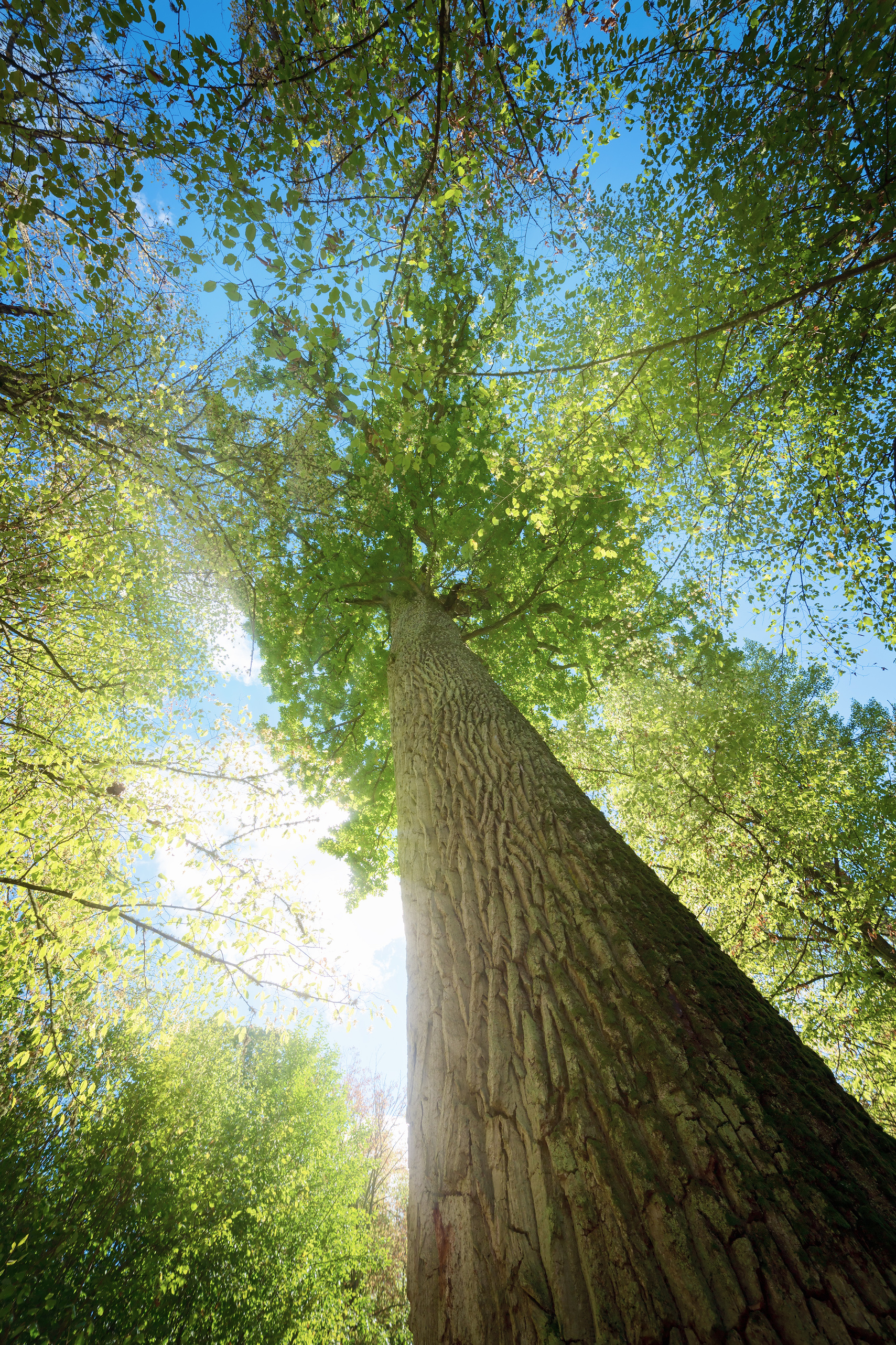 oak tree