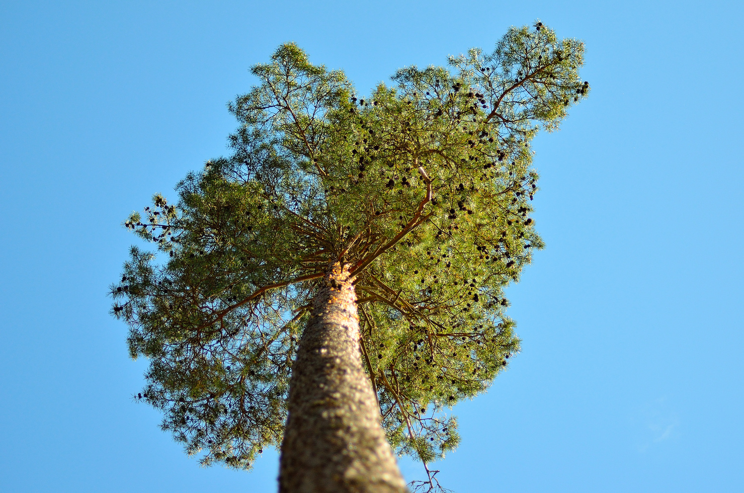 Scots pine tree.