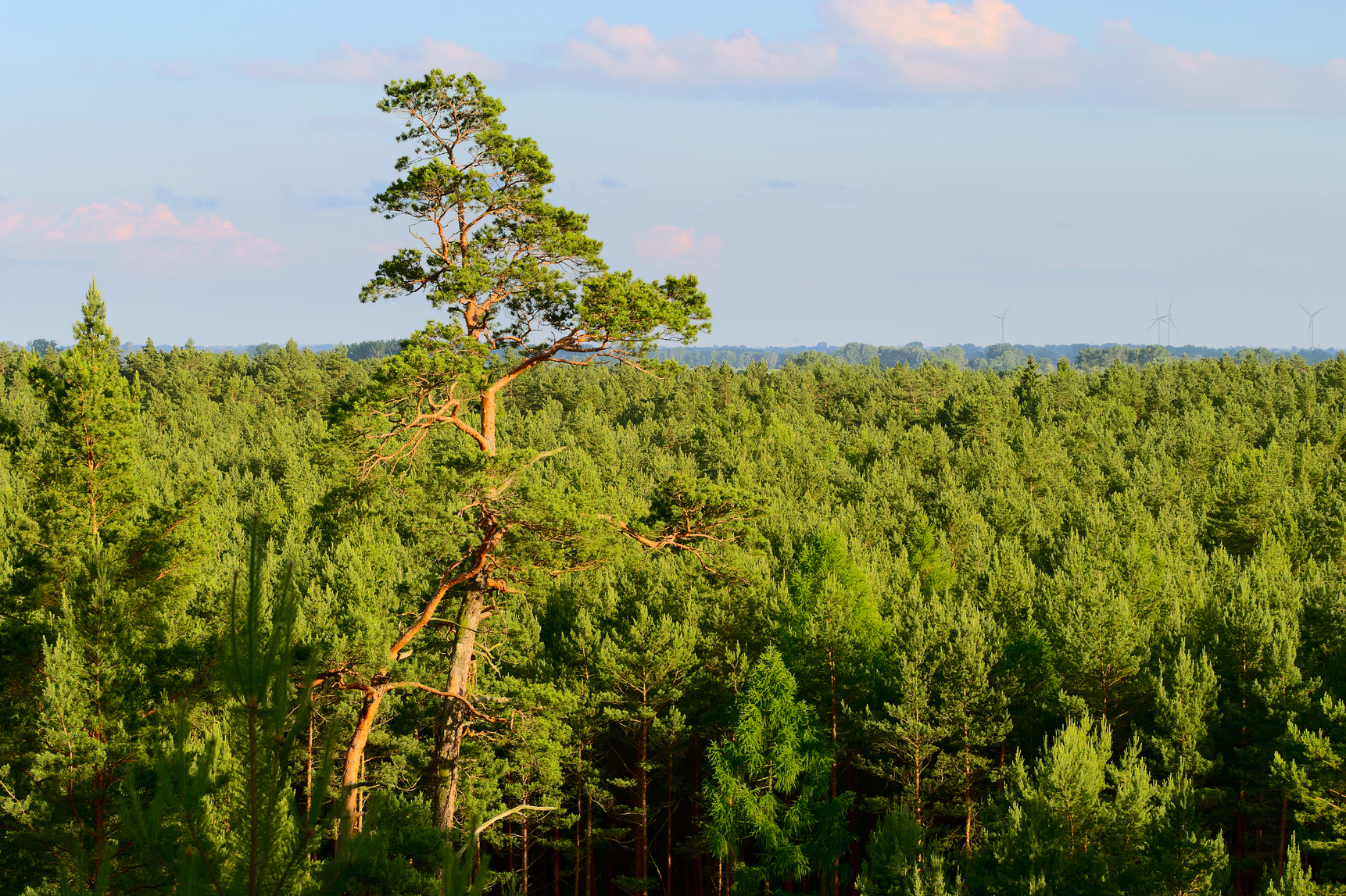 Scots pine forest aerial view.