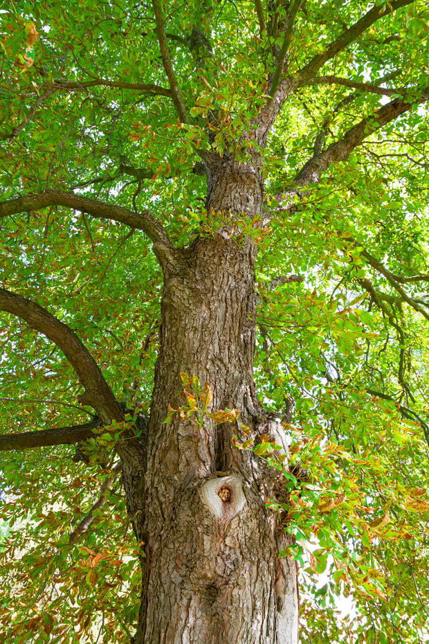 Chestnut tree